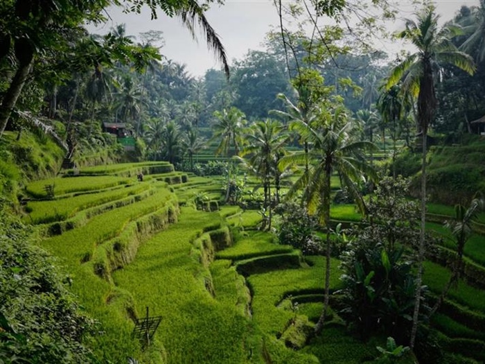 Ubud, Bali: Culture and Nature in the Heart of the Island