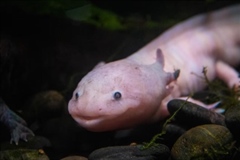 The Axolotl: The Salamander That Never Truly Grows Up