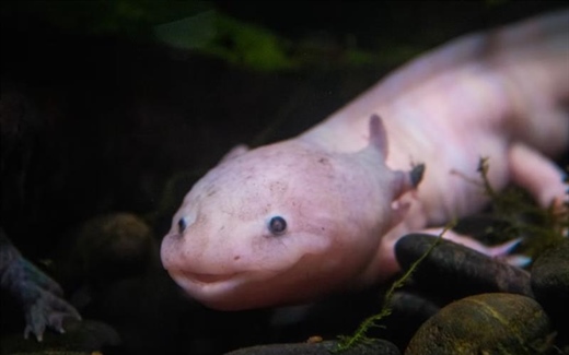 The Axolotl: The Salamander That Never Truly Grows Up