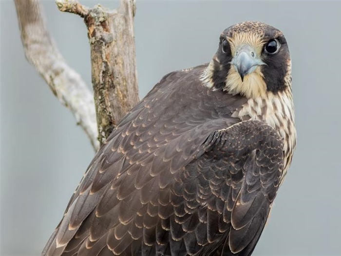 The Peregrine Falcon: The Fastest Animal on Earth