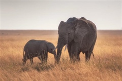 The African Elephant: The Giant That Shapes Entire Ecosystems