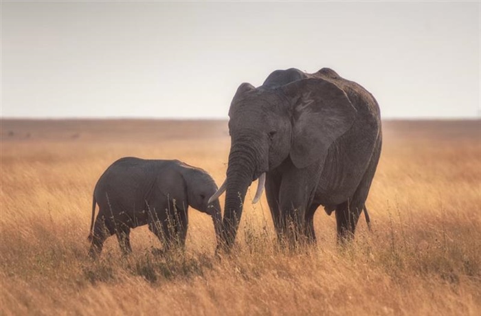 The African Elephant: The Giant That Shapes Entire Ecosystems