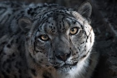 The Snow Leopard: The Mysterious Ghost of the Mountains