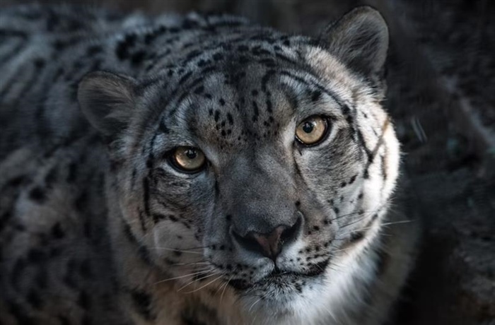 The Snow Leopard: The Mysterious Ghost of the Mountains