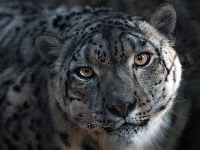 The Snow Leopard: The Mysterious Ghost of the Mountains