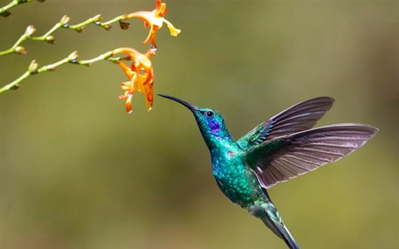 The Hummingbird: A Tiny Bird With Extraordinary Flying Skills