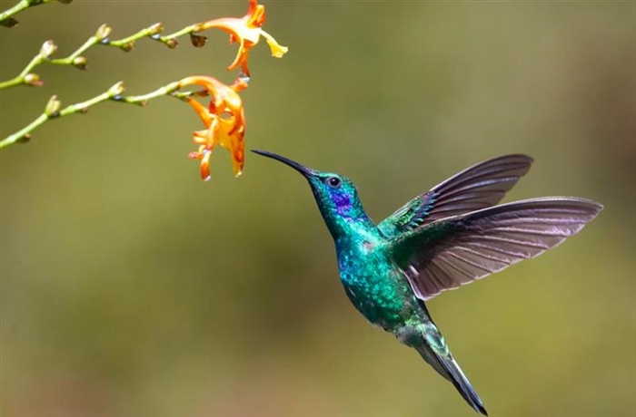 The Hummingbird: A Tiny Bird With Extraordinary Flying Skills