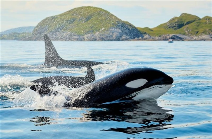 The Orca: An Intelligent Hunter With a Complex Family Life