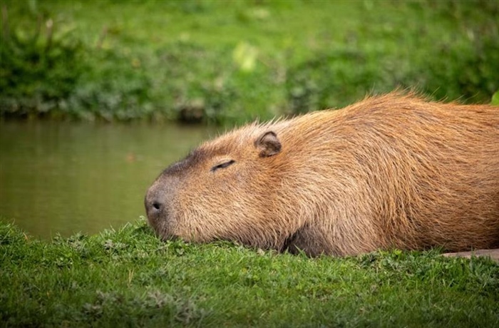The Capybara: The World's Largest Rodent