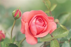 Roses: The Timeless Flowers of Love, Beauty, and Tradition
