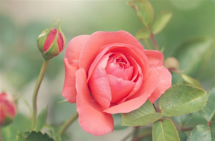 Roses: The Timeless Flowers of Love, Beauty, and Tradition