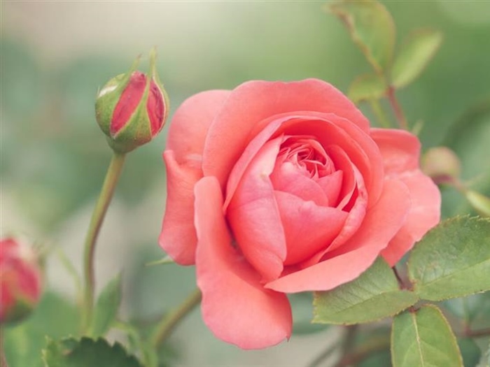 Roses: The Timeless Flowers of Love, Beauty, and Tradition