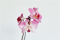 Orchids: Some of the Most Diverse Flowers on Earth