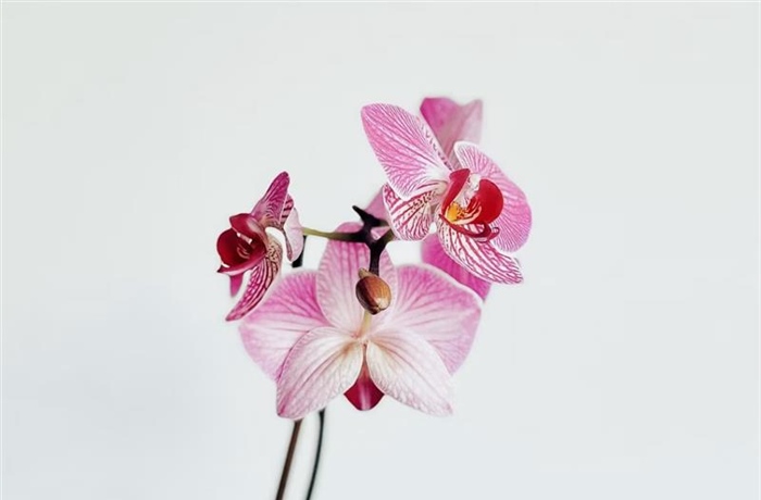Orchids: Some of the Most Diverse Flowers on Earth