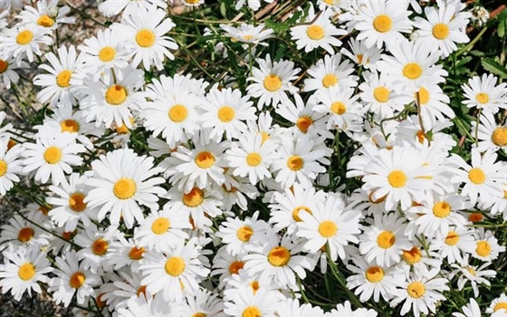 Daisies: Simple Flowers With Surprising Complexity