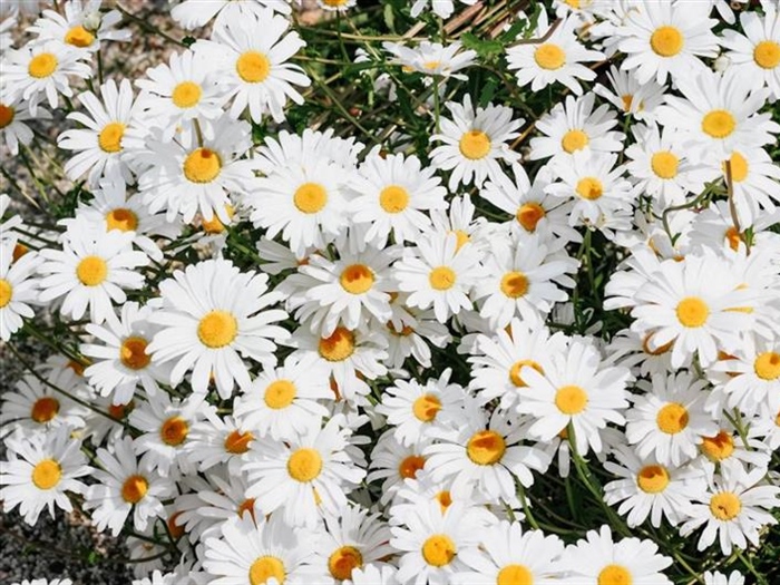 Daisies: Simple Flowers With Surprising Complexity