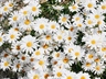 Daisies: Simple Flowers With Surprising Complexity