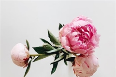 Peonies: Luxurious Flowers With Generations of Garden History