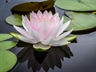 Lotus Flowers: Beauty Rising From the Water
