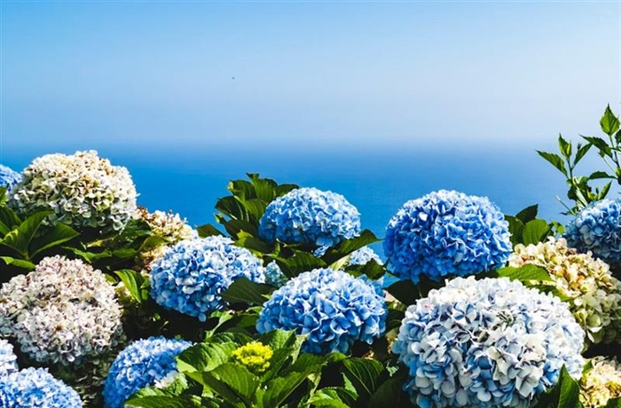 Hydrangeas: Flowers That Can Change Color