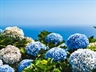 Hydrangeas: Flowers That Can Change Color