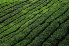 Tea: A Beverage With Thousands of Years of History
