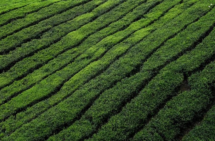 Tea: A Beverage With Thousands of Years of History