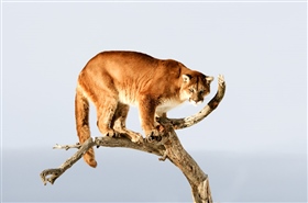 2305